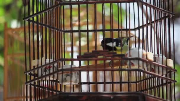 Κλουβί πουλί φτερουγίζει γύρω σε ξύλινο κλουβί προς πώληση στην οδό - Πλάνα, βίντεο