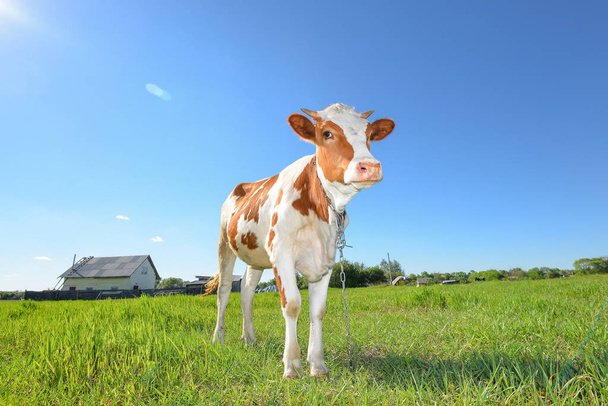 Корова пасется на ферме и смотрит в камеру. Красно-белая молодая пятнистая корова пасущаяся на пастбище
. - Фото, изображение