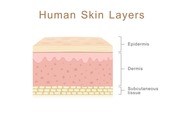 vrstev lidské kůže - Vektor, obrázek