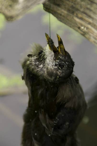 Nahaufnahme - ein toter Vogel liegt höher über dem Wasser - Foto, Bild