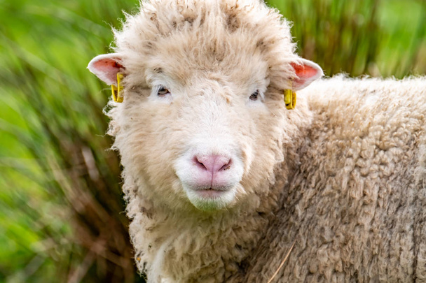 Brzydkie stare owce patrząc w aparacie - Zdjęcie, obraz