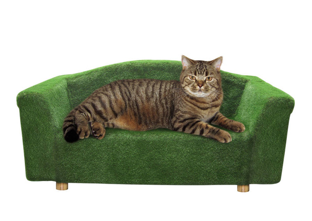 Cat lies on a green divan - Фото, зображення