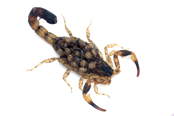 Scorpion mother with a baby on the back isolated on a white back - Photo, Image