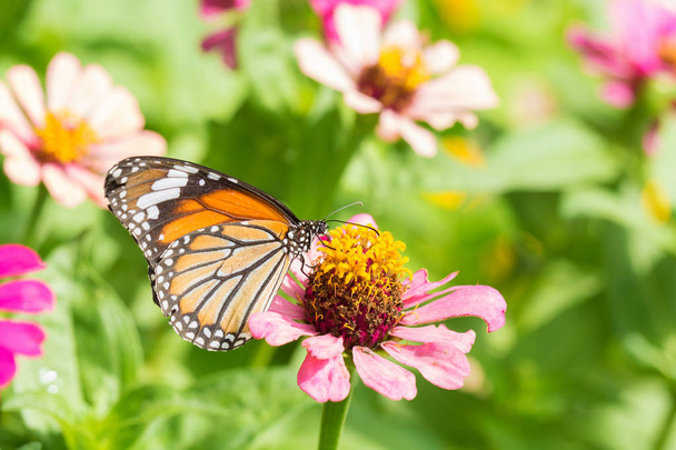 庭の花の上の蝶 - 写真・画像