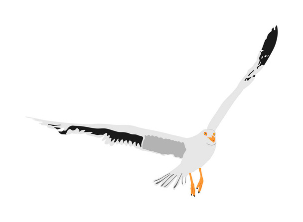 Seagull muška izolovaná na bílém pozadí, křídla se šíří. Ptačí silueta. Symbol svobody. Lovci ryb létání. - Vektor, obrázek