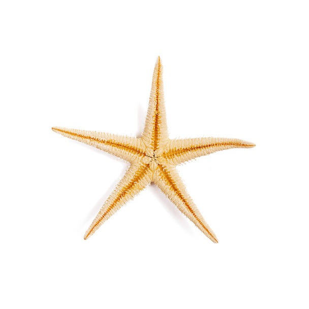 Estrella de mar aislada sobre fondo blanco.Vista superior
 - Foto, Imagen