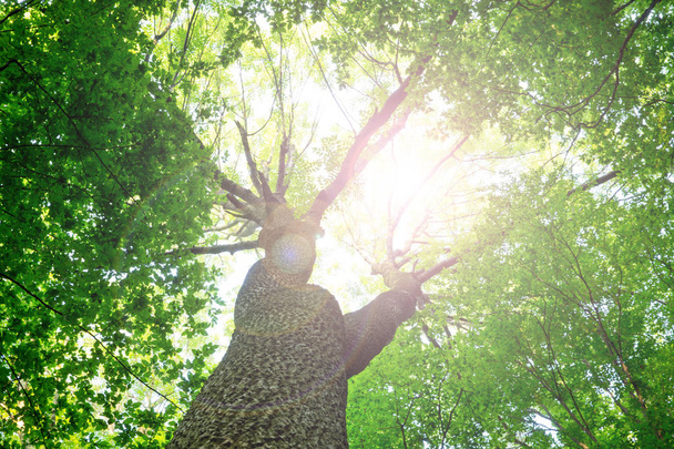 Florestas. natureza verde madeira fundos de luz solar - Foto, Imagem
