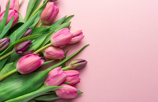 Delicate pink tulips on lightpink background.  - Foto, afbeelding