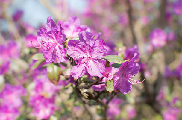 Rhododendron flowers on blue sky background. - Photo, Image