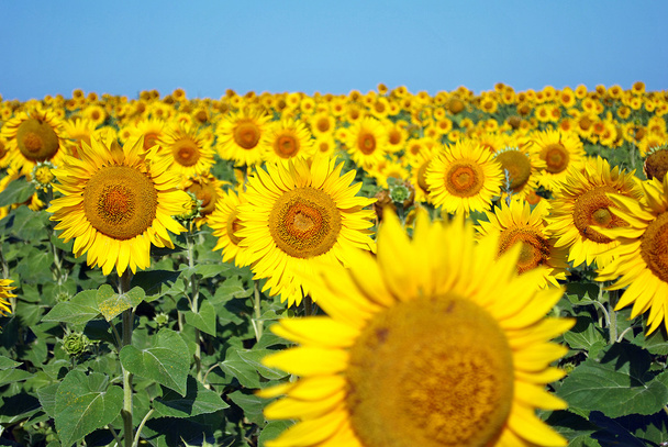 Feld aus Sonnenblumen und blauem Himmel - Foto, Bild