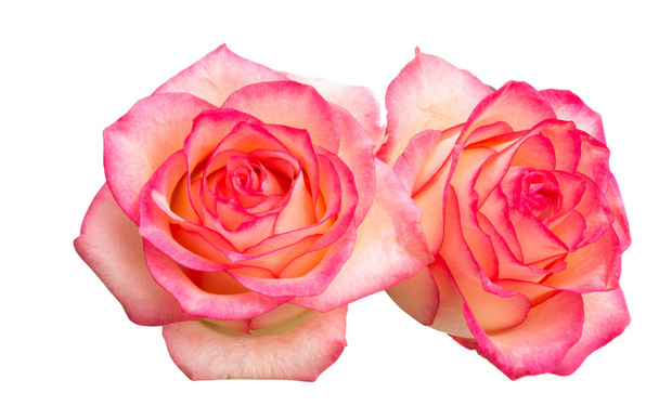 rosa rosa aislada  - Foto, imagen