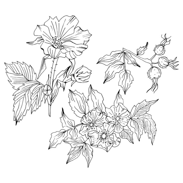 Doodle flower set with rosa canina flower and buds - Вектор,изображение