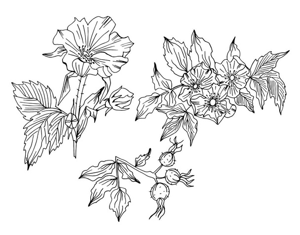 Hand drawn Rosa canina flower - Vector, afbeelding