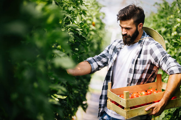 Male handsome farmer picking fresh tomatoes from his hothouse garden - Foto, Imagen
