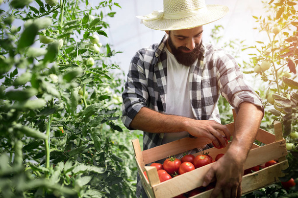 Caucasian farmer picking fresh tomatoes from his hothouse garden - Zdjęcie, obraz