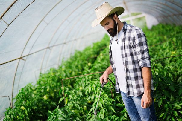 Mies ruiskuttamalla ja suojella tomaatti kasvi kasvihuoneessa
 - Valokuva, kuva