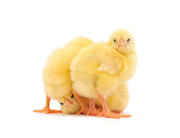 Yellow chickens - Фото, изображение