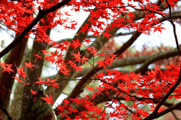 Japanse esdoorn scène die rood werd in de herfst - Foto, afbeelding