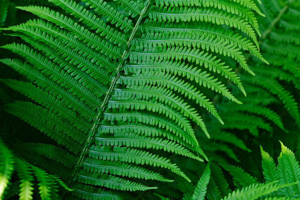 Ferns In The Forest - Photo, Image