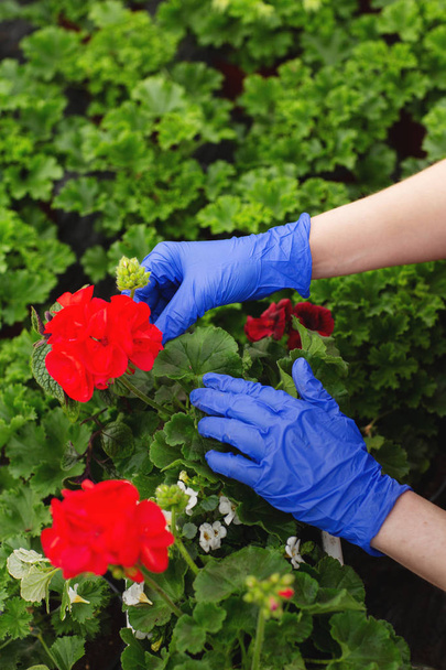 Vrouwen handen in blauwe wanten zijn getransplanteerd mooie rode geranium bloemen in de tuin - Foto, afbeelding