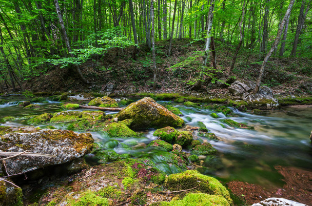 Gyönyörű kis folyó zöld erdőben - Fotó, kép