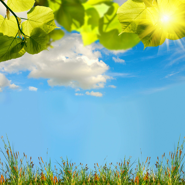 zelené trávě s oblohou - Fotografie, Obrázek