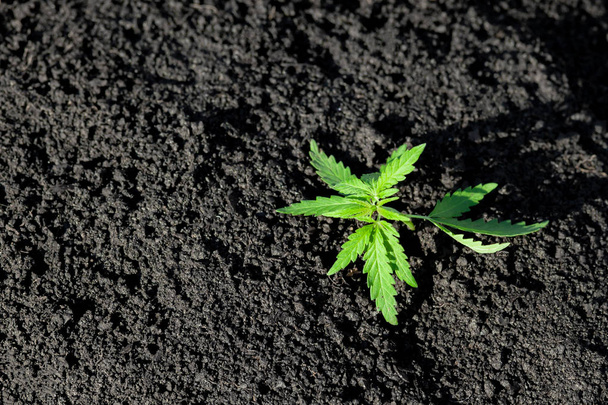 thematisches Foto, um eine Hanfpflanze zu legalisieren. Tief thc technische Kulti - Foto, Bild