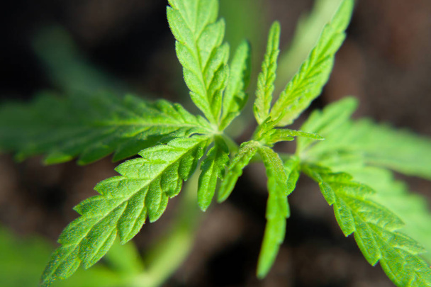 Foto tematica per legalizzare una pianta di canapa. Culti tecnici a basso THC
 - Foto, immagini
