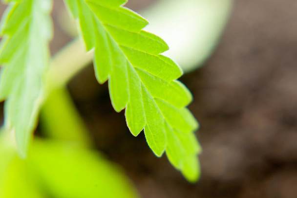 Mudas de cannabis, cultivadas por agricultores de cânhamo para produzir difere
 - Foto, Imagem
