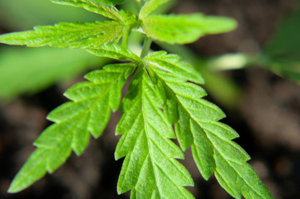 Cannabis seedling, cultivated by hemp farmers to produce differe - Photo, Image