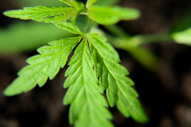 Cannabis-Setzling, von Hanfbauern angebaut, um anders zu produzieren - Foto, Bild