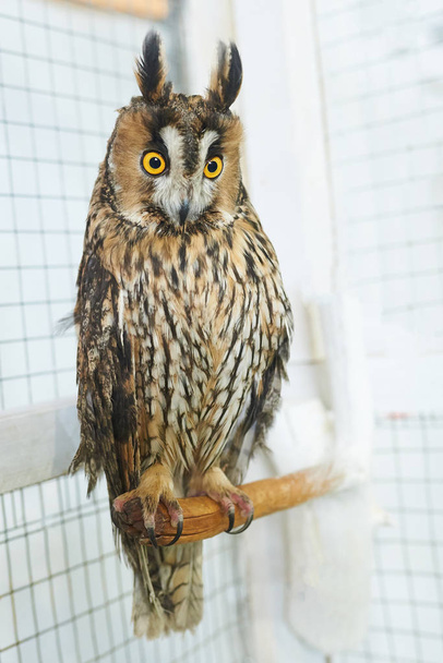 Funny long-eared owl looking right - Photo, Image