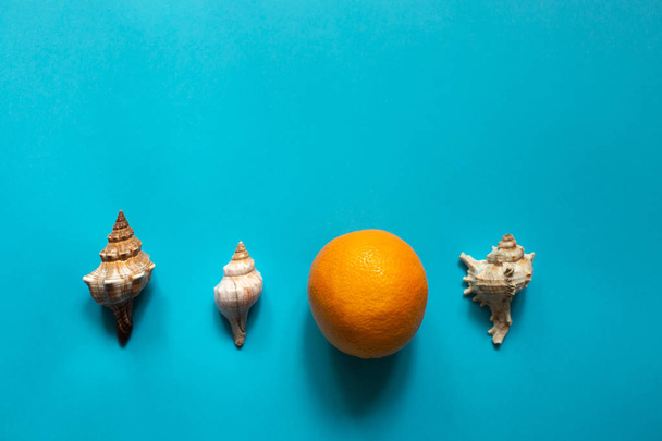 Orange and shells - Фото, изображение