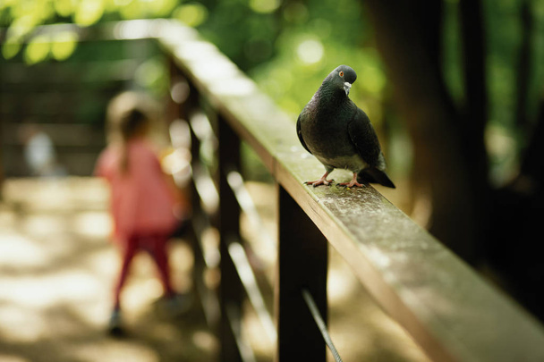 Dove on the railing - Foto, Bild