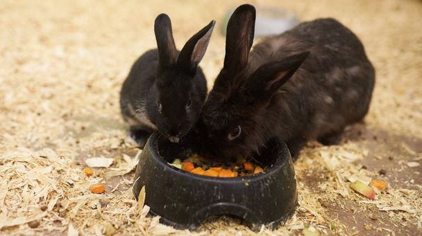 Deux adorables lapins noirs mangent de la nourriture des mangeoires
 - Photo, image