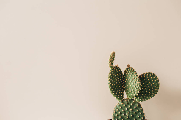 Closeup a kaktusz bézs alapon. Minimális virág összetétele. - Fotó, kép