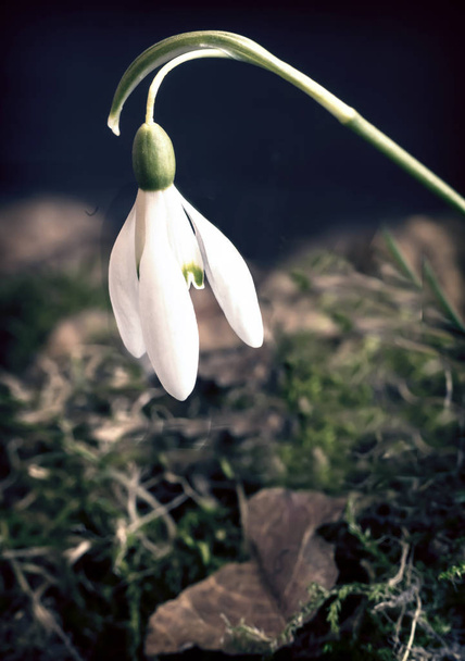 Krople śniegu to pierwsze wiosenne kwiaty wśród liści. - Zdjęcie, obraz