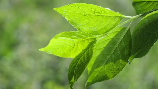 Green leaf with raindrops in the summer in nature develops in the wind - Кадры, видео