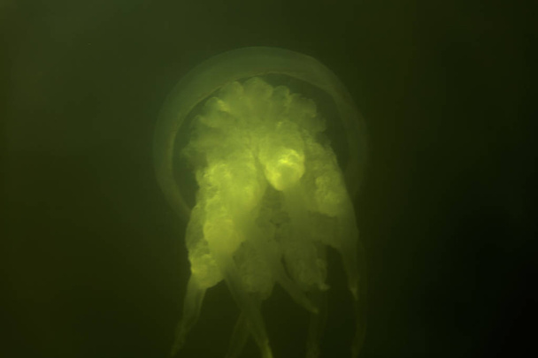 Grosses méduses marines, dans un habitat naturel
 - Photo, image