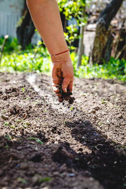 La mano di una donna anziana versa la terra sulla semina. La Commissione ha
 - Foto, immagini