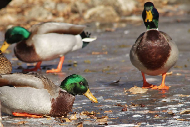 Um pato macho Mallard, visto numa lagoa congelada em Saint Louis, Missouri, EUA. Com cores verdes iridescentes, o macho é absolutamente bonito e impressionante para dizer o mínimo. Cores na natureza é tema
 - Foto, Imagem