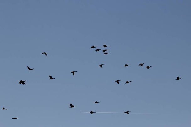 Kanadské husy za letu nebo krátce po startu. Jak je vidět v Saint Louis v Missouri, USA. Tato půvabná zvířata sledují migrační vzorky jako zimní přístupy. Zastupující přírodní divy - Fotografie, Obrázek