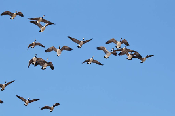 Canadese ganzen tijdens de vlucht, of kort na het opstijgen. Zoals te zien in Saint Louis, Missouri, Verenigde Staten. Deze sierlijke dieren volgen hun migratiepatronen als de winter nadert. Die natuurlijke wonderen vertegenwoordigen - Foto, afbeelding