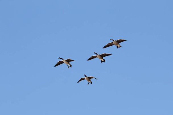 Канадские гуси в полёте или вскоре после взлёта. Как в Сент-Луисе, Миссури, США. Эти изящные животные следуют своим миграционным тенденциям по мере приближения зимы. Представление природных чудес
 - Фото, изображение