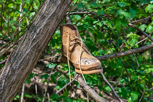 hylätty kenkä heitetty puuhun
 - Valokuva, kuva