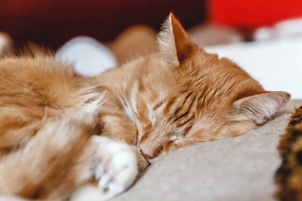 Beautiful red cat sleeping, close-up. Concept. healthy restful s - Фото, изображение