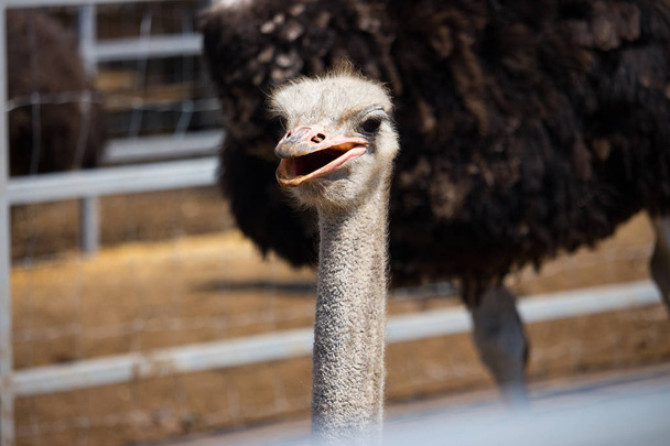 Portret strusia bliska. Ciekawy EMU na farmie. Dumny strusia twarz. Śmieszne Owłosione EMU zbliżenie. Koncepcja dzikiej przyrody. Koncepcja ptaków. Strusia z dużymi oczami i długą szyją patrząc na kamerę. Strusia w zoo. - Zdjęcie, obraz