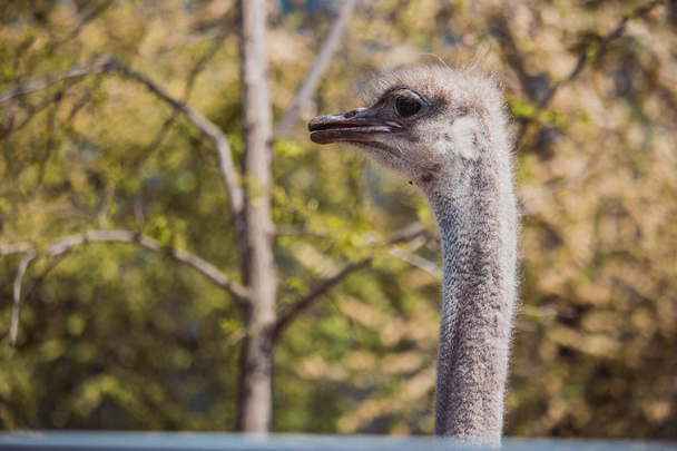 Retrato de avestruz de perto. Um emu curioso na quinta. Cara de avestruz orgulhosa. Engraçado peludo emu closeup. Conceito de vida selvagem. Conceito de aves. Avestruz com olhos grandes e pescoço longo olhando para a câmera. Avestruz no zoológico
. - Foto, Imagem