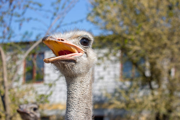 Struisvogel portret close-up. Nieuwsgierige EMU op boerderij. Trotse struisvogel gezicht. Grappig harige EMU close-up. Wildlife concept. Vogels concept. Struisvogel met grote ogen en lange nek kijken naar camera. Struisvogel in de dierentuin. - Foto, afbeelding