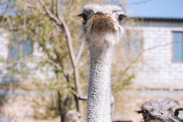 Strucc portré közelről. Kíváncsi EMU a gazdaságban. Büszke strucc arcát. Vicces szőrös EMU closeup. A vadvilág fogalma. A madarak fogalma. Strucc nagy szemmel és a hosszú nyak látszó-on fényképezőgép. Strucc az állatkertben. - Fotó, kép